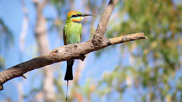 Wallpaper thumb: Rainbow Bee-eater